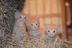 Kittens in a barn by Jennifer Shike