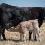 Calving season approaches