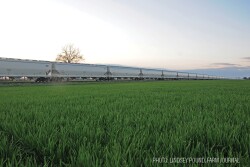 Railroad - Lindsey Pound