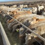 BT_Feedlot_Cattle_Preconditioning