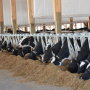 Holsteins eating