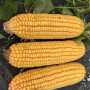 The western leg of the Pro Farmer Crop Tour got underway this morning in South Dakota.
