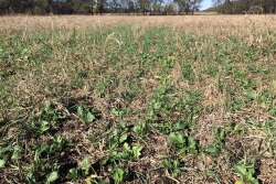BT_Cover_Crops