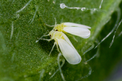 silverleaf whiteflies on a leaf