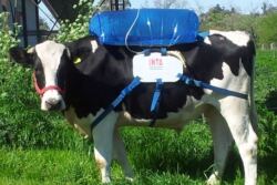 INTA_Informa_Cow_Bag_Methane