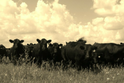 Kopriva_Angus