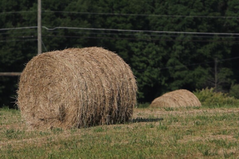 CRP_hay