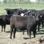 While there are benefits to feeding monensin to beef cows, how might the use of monensin for developing replacement heifers benefit your operation?