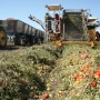 Buttonwillow-tomates-Tupman_7-09_024
