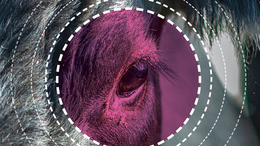Merck-Pink-Eye.jpg