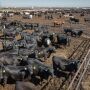Feedlot