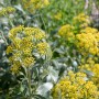 Bupleurum_Adobe Stock