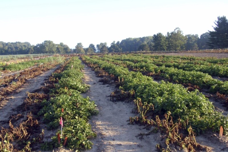 Wilted conventional potato plants without resistance to the pathogen that caused the Irish potato famine on the left next to surviving rows of J.R. Simplot Co.’s genetically engineered potato plants that resist the disease.