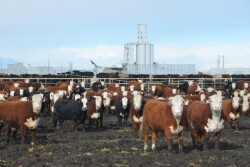 Last fall these JBS Five Rivers' steers at the Kuner Feedlot would have entered the traditional JBS packing plant system. With the Fed Cattle Exchange there is a chance for some JBS Five Rivers cattle to be purchased by competing packers, aiding in price discovery for the beef industry.
