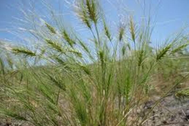 As background, medusahead has invaded about 5 million acres of pastures in the western U.S.