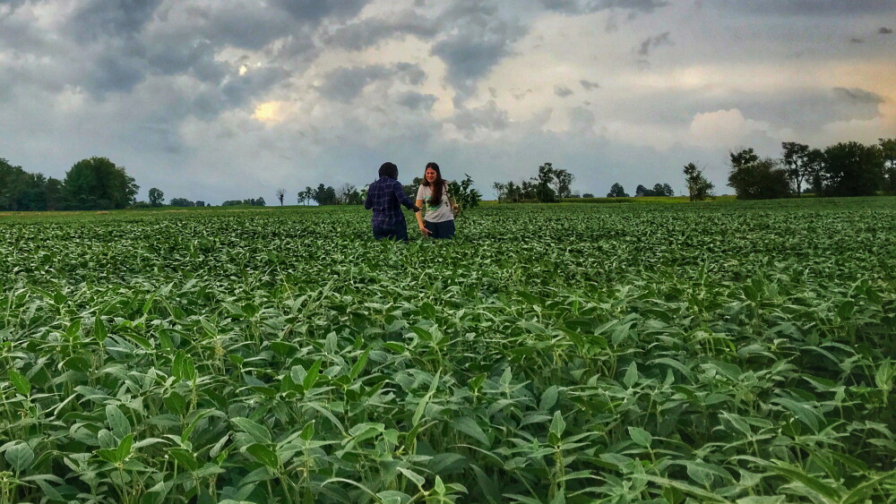 2017_crop_tour_-_soybeans.jpg