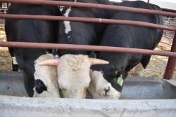 A horned bull from a control group is flanked by two hornless offspring of a genome-edited bull.