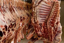 Beef_carcasses