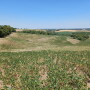 Drought-Damaged Soybeans in Brazil