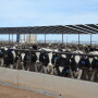 BT_Holstein_Feedlot_Cattle_Arizona