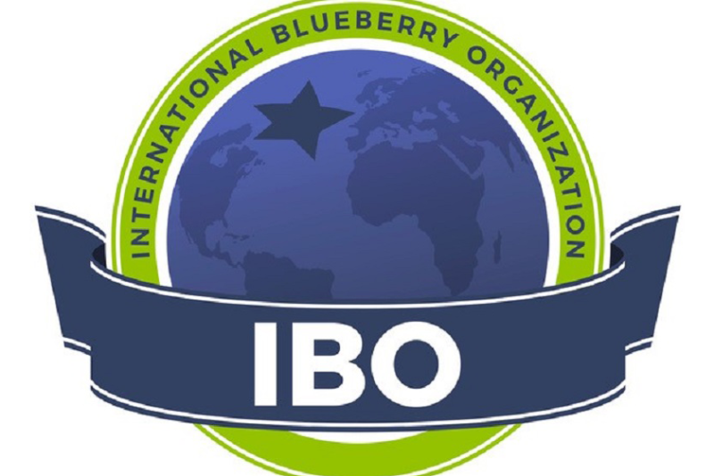 international  blueberry organization IBO