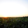 Sunset over Iowa soybean field.