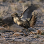 Greater Sage Grouse