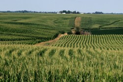 Will farmers really swing that heavy to corn this year? It depends on Mother Nature.