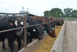 Cattle at feedbunk
