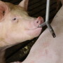 Pig Drinking