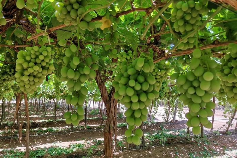 Jac Vandenberg grapes.png