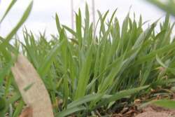 young-wheat-close
