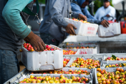 Before the COVID-19 pandemic, workers harvest cherries in a California orchard.