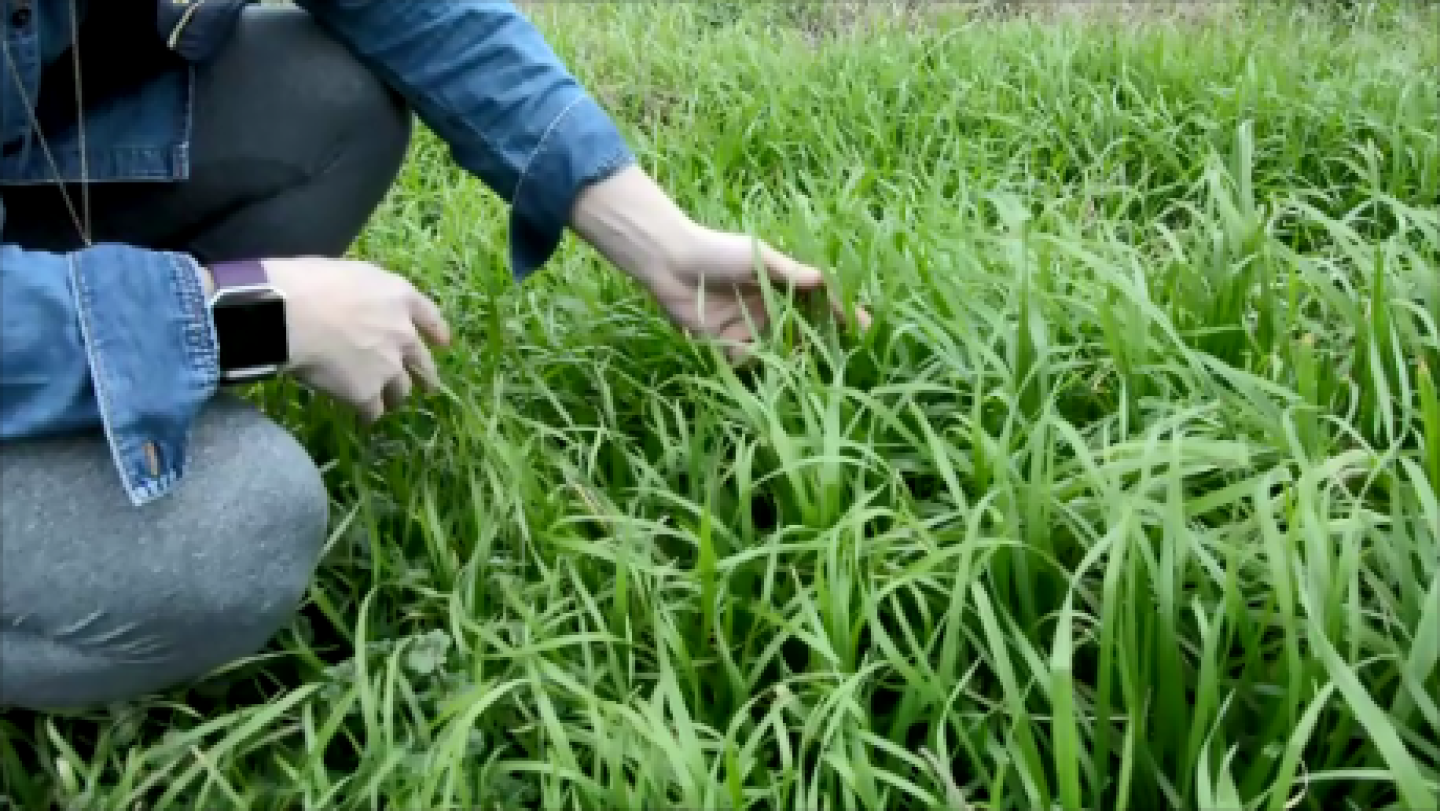ryegrass.png