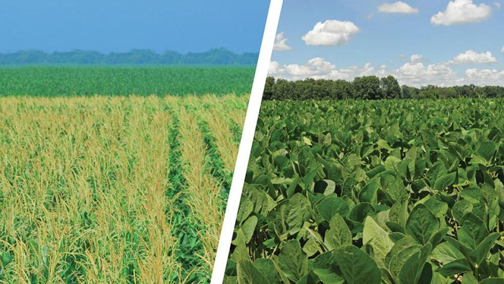 Corn, Soybeans