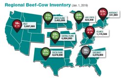 The U.S. annual Cattle Inventory report found 94.8 million head on farms and ranches, up slightly from last year. The calf crop from 2018 totaled 36.4 million head, up 2%.