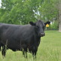 BT_Angus_Cow