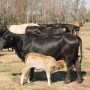Hersom Nursing steer calf