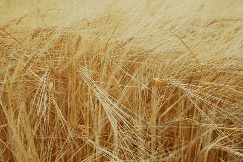 barley