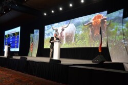 BT_CattleFax_Outlook
