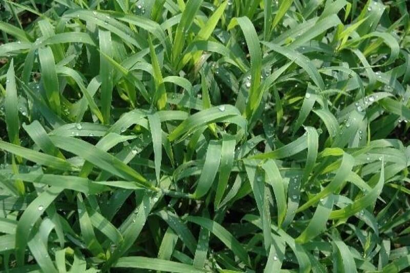 crabgrass.jpg