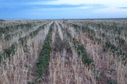 Dry Texas Cotton