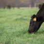 CAB Grazing Cow