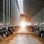 Freestall Barn Dairy_Adobe Stock