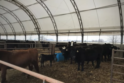 covered calf barn