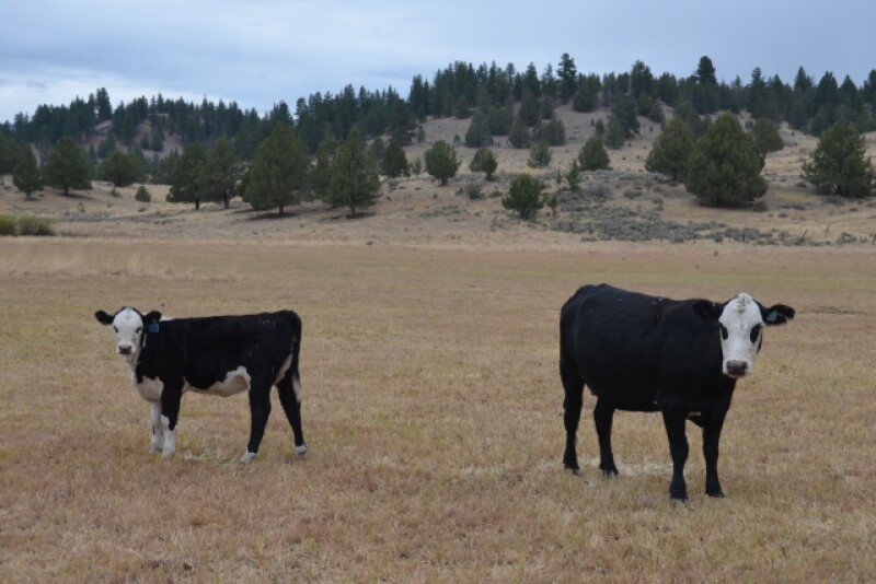 BT_Cow_Calf_Baldie