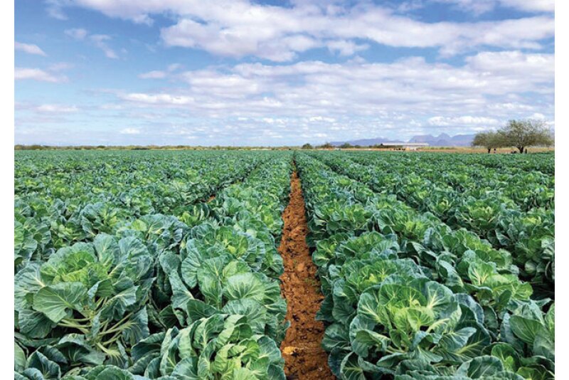 Brussels sprouts are the No. 1 organic seller for 4Earth Farms LLC, says Mark Munger, vice president of sales and marketing. The company has a core organic product line of about 25 items and sources from several growing areas, including Sonora, Mexico.