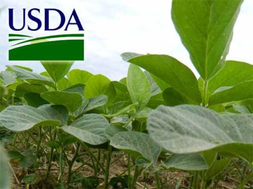 USDA-soybeans-closeup.jpg