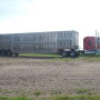 Loading pigs