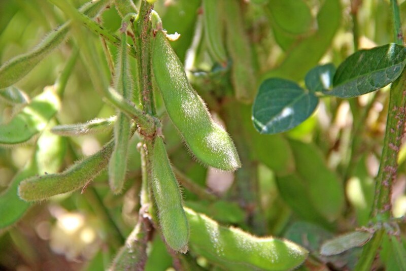 BEANZ